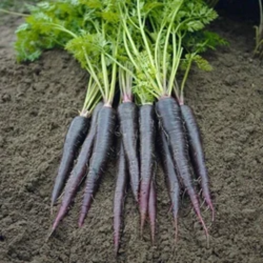 Black Carrot Extract UAE Dealer
